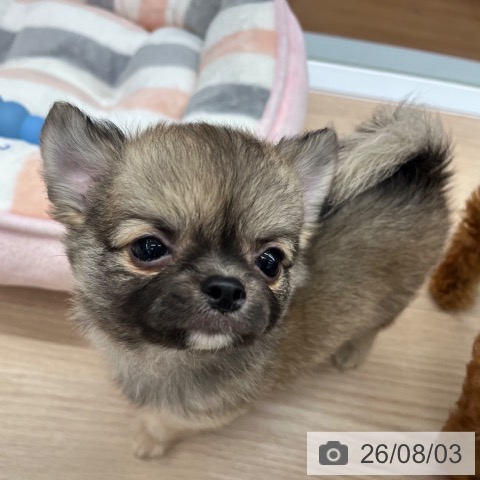 チワワの写真