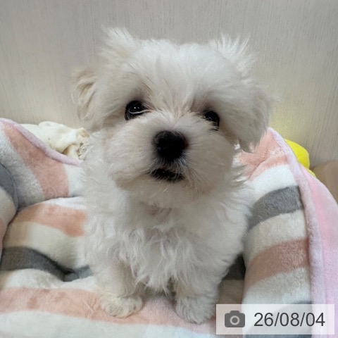 京都府のマルチーズ (ペットプラス イオンモールKYOTO店/2026年5月24日生まれ/男の子/ホワイト)の子犬の4枚目の画像