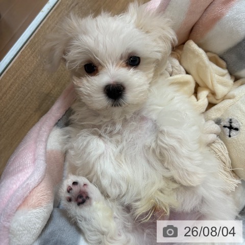 京都府のマルチーズ (ペットプラス イオンモールKYOTO店/2026年5月24日生まれ/男の子/ホワイト)の子犬の3枚目の画像