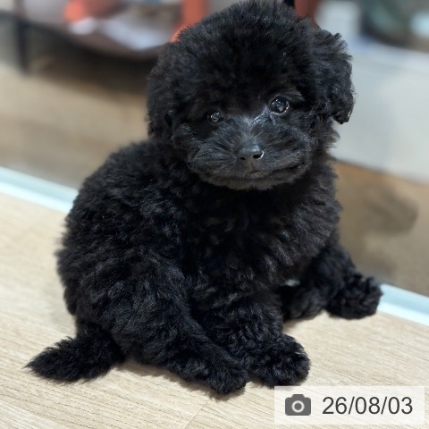 兵庫県のトイプードル(トイ) (ペットプラス 神戸三宮店/2026年5月26日生まれ/男の子/ブラック)の子犬の4枚目の画像