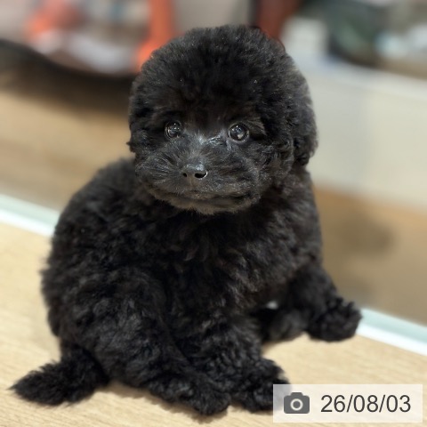 兵庫県のトイプードル(トイ) (ペットプラス 神戸三宮店/2026年5月26日生まれ/男の子/ブラック)の子犬の3枚目の画像