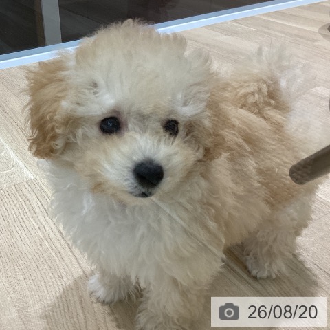 新潟県のトイプードル(トイ) (ペットプラス 新潟亀田インター店/2026年5月26日生まれ/女の子/クリーム)の子犬の4枚目の画像
