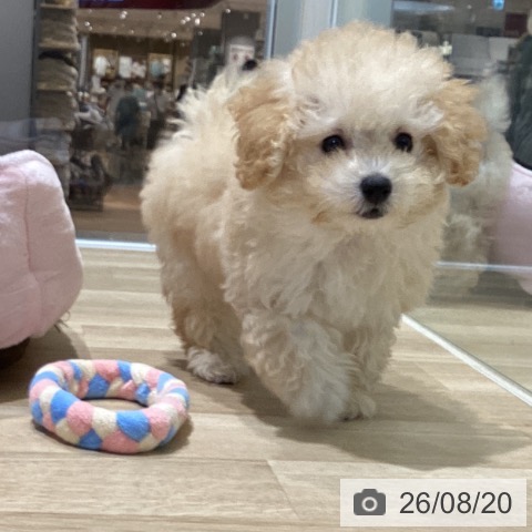 新潟県のトイプードル(トイ) (ペットプラス 新潟亀田インター店/2026年5月26日生まれ/女の子/クリーム)の子犬の3枚目の画像
