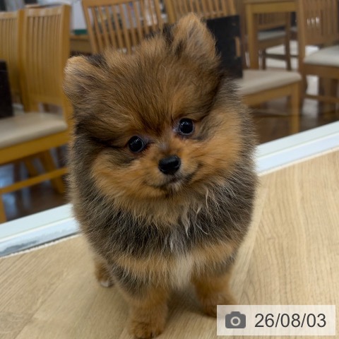 ポメラニアンの写真