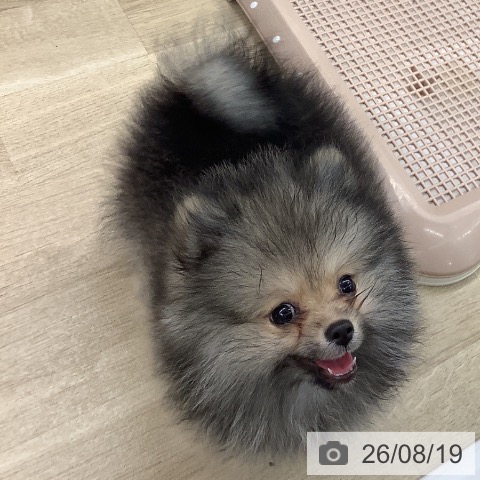 大阪府のポメラニアン (ペットプラス りんくう泉南店/2026年5月24日生まれ/男の子/ウルフセーブル)の子犬の3枚目の画像