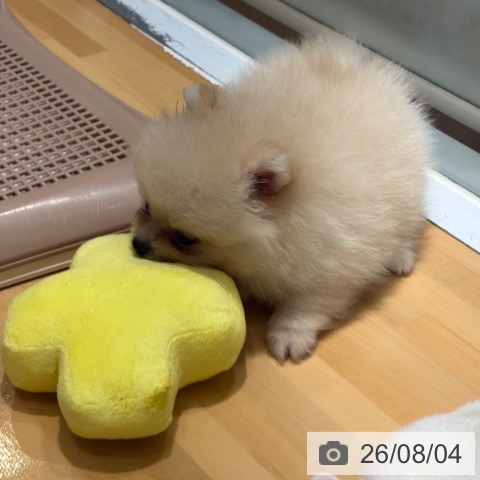 奈良県のポメラニアン (ペットプラス 大和郡山店/2026年6月1日生まれ/男の子/クリーム)の子犬の4枚目の画像