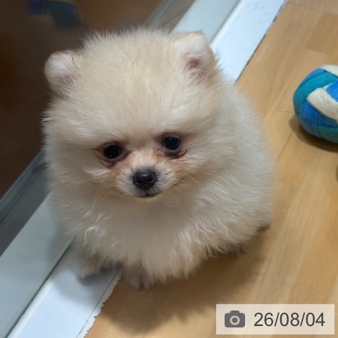 奈良県のポメラニアン (ペットプラス 大和郡山店/2026年6月1日生まれ/男の子/クリーム)の子犬の3枚目の画像