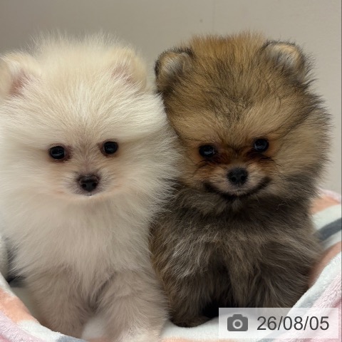 ポメラニアンの写真