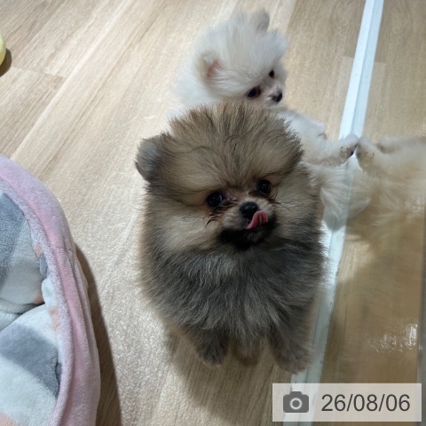 ポメラニアンの写真