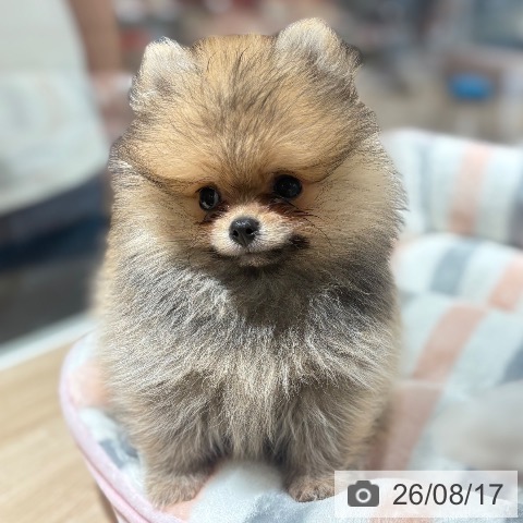 ポメラニアンの写真