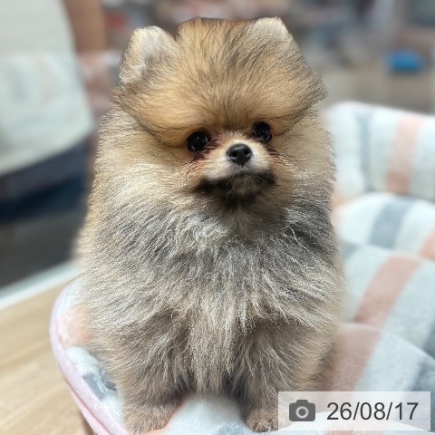 ポメラニアンの写真