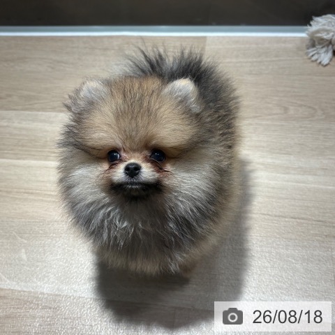 ポメラニアンの写真