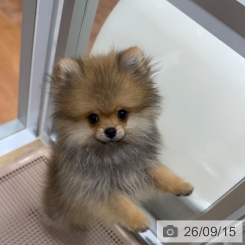 ポメラニアンの写真