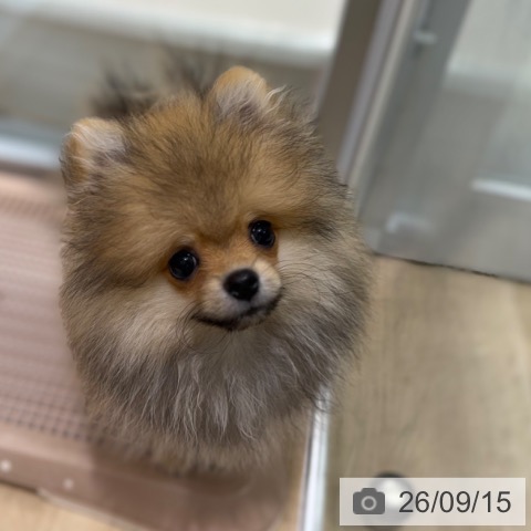 ポメラニアンの写真