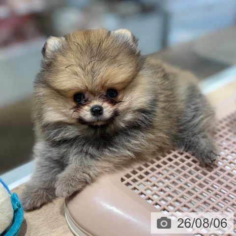 ポメラニアンの写真