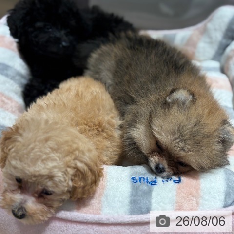 兵庫県のポメラニアン (ペットプラス 神戸三宮店/2026年6月1日生まれ/男の子/オレンジセーブル)の子犬の3枚目の画像