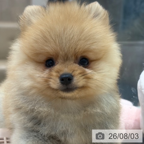 ポメラニアンの写真