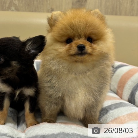ポメラニアンの写真