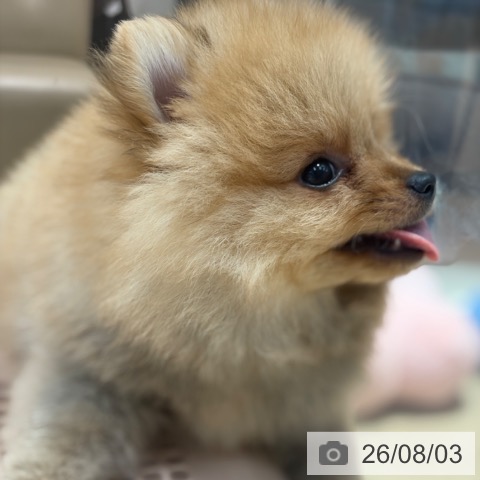 ポメラニアンの写真
