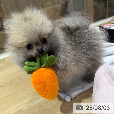ポメラニアンの写真