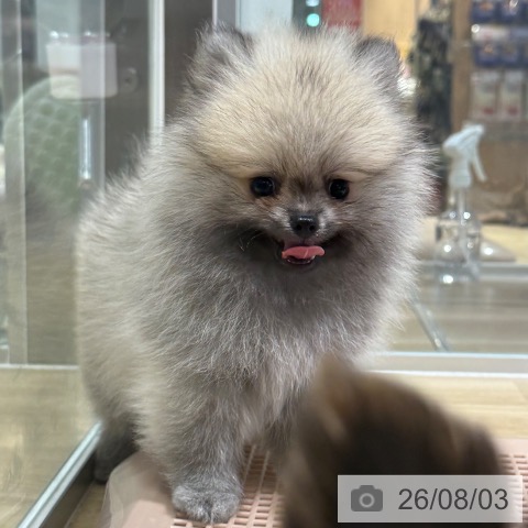 ポメラニアンの写真
