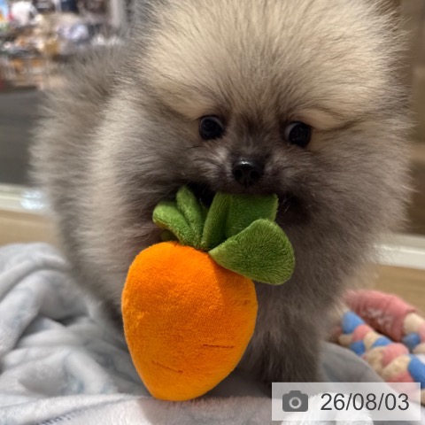 ポメラニアンの写真