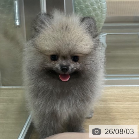 ポメラニアンの写真