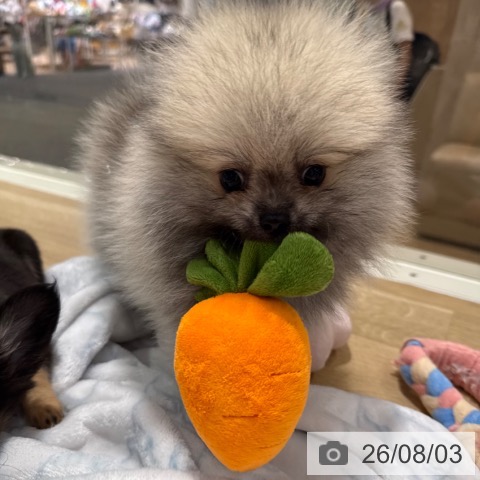 ポメラニアンの写真