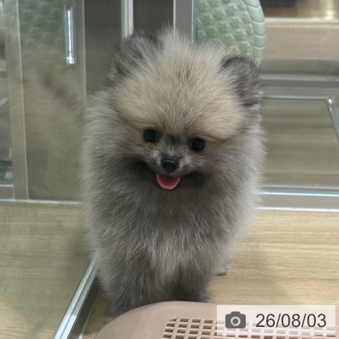ポメラニアンの写真