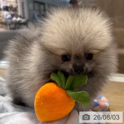ポメラニアンの写真