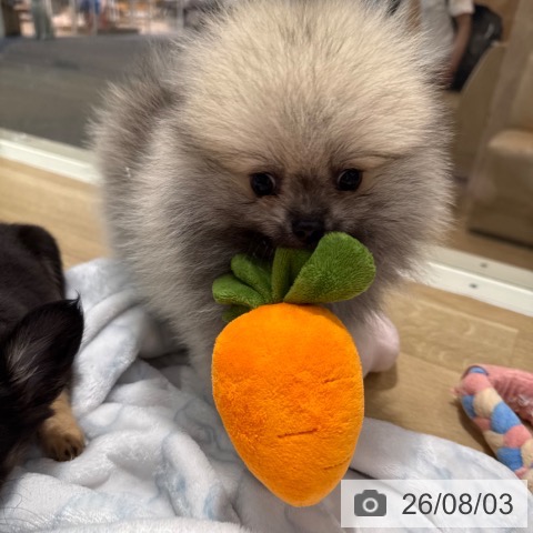 ポメラニアンの写真
