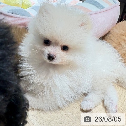 兵庫県のポメラニアン (ペットプラス 神戸三宮店/2026年6月3日生まれ/男の子/クリーム)の子犬の3枚目の画像