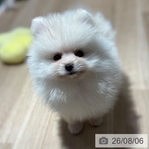 京都府のポメラニアン (ペットプラス 久御山店/2026年6月3日生まれ/男の子/クリーム)の子犬の4枚目の画像