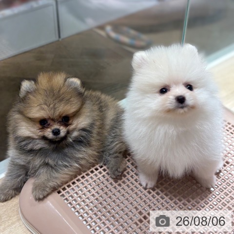 京都府のポメラニアン (ペットプラス 久御山店/2026年6月3日生まれ/男の子/クリーム)の子犬の3枚目の画像
