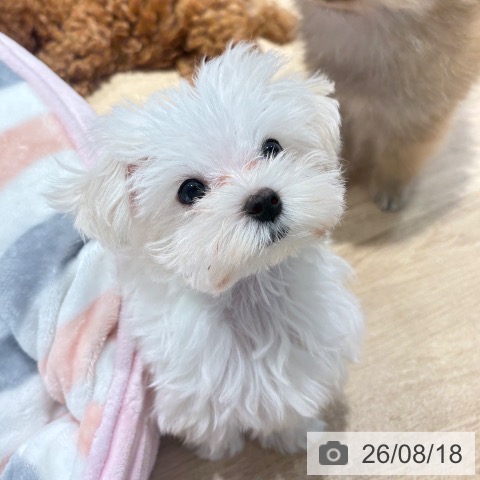 マルチーズの写真