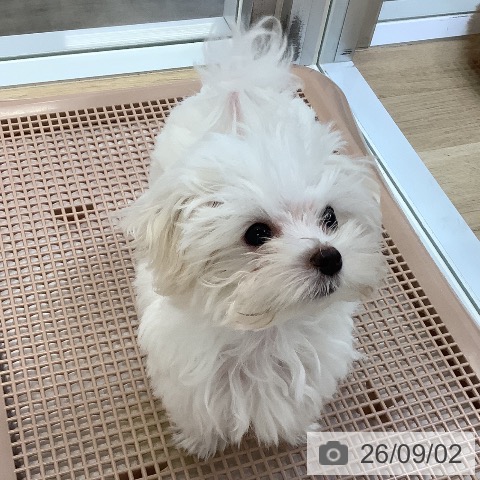 マルチーズの写真
