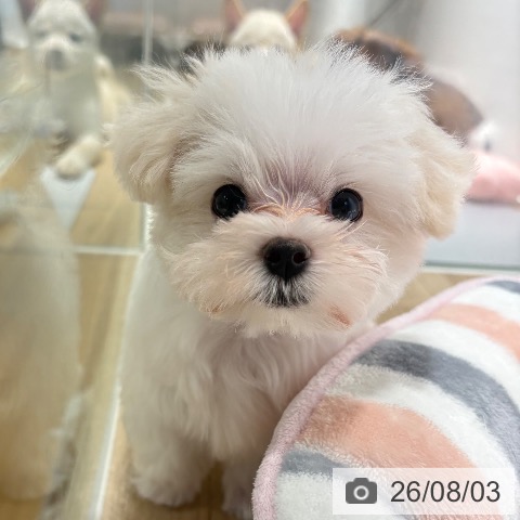 マルチーズの写真