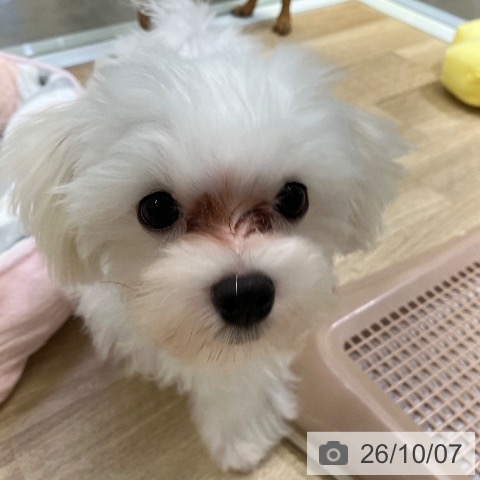 マルチーズの写真