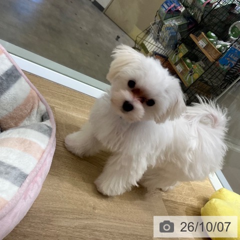 マルチーズの写真