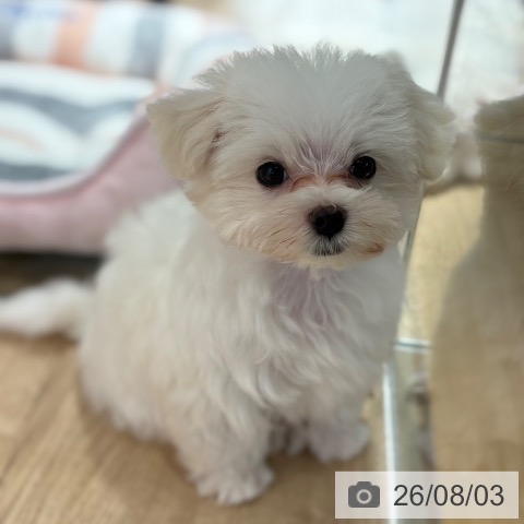 マルチーズの写真