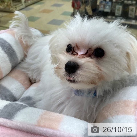 マルチーズの写真