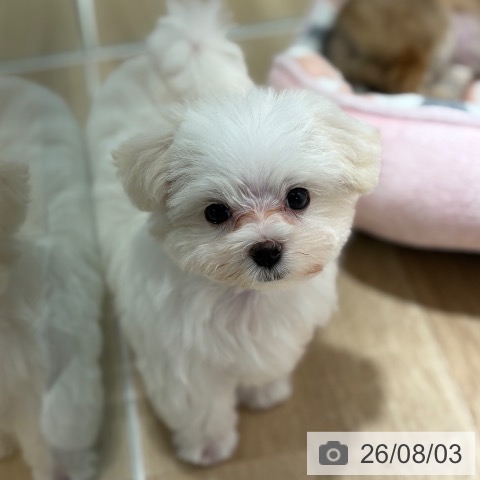 マルチーズの写真