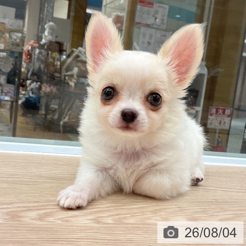 大阪府のチワワ(ロング) (ペットプラス ららぽーと和泉店/2026年5月25日生まれ/男の子/ホワイトクリーム)の子犬の4枚目の画像
