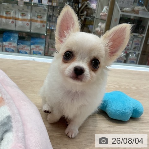 大阪府のチワワ(ロング) (ペットプラス ららぽーと和泉店/2026年5月25日生まれ/男の子/ホワイトクリーム)の子犬の3枚目の画像