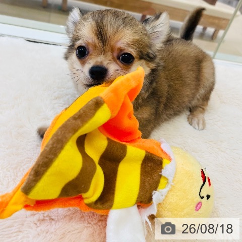 チワワの写真