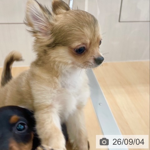 チワワの写真