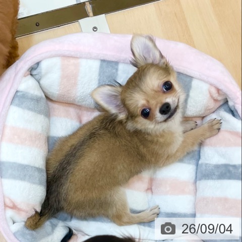 チワワの写真