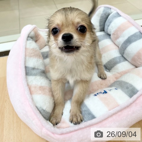 チワワの写真