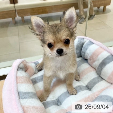 チワワの写真