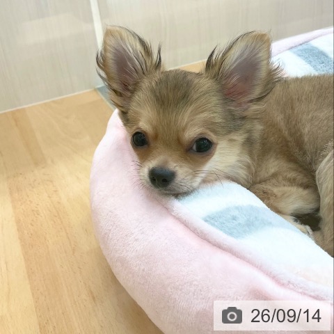 チワワの写真